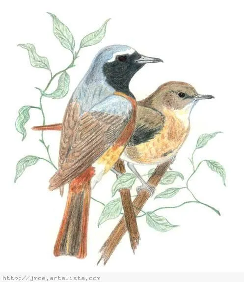 Colirrojos Reales José Miguel Cirera Elipe - Artelista.com