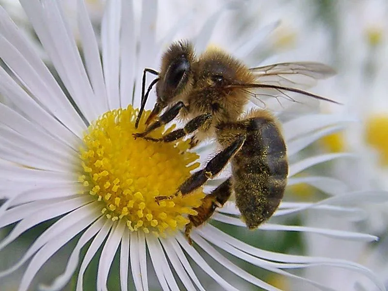 Colocan microchip en abejas para medir su índice de mortalidad « Te ... Colocan microchip en abejas para medir su índice de mortalidad « Te ...