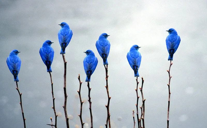 El color azul, fotos impresionantes