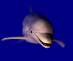 ... color celeste tengan en cuenta que los delfines saltan xd que tierno ... color celeste tengan en cuenta que los delfines saltan xd que tierno