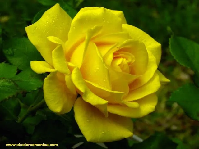 EL COLOR COMUNICA: Significado de las rosas amarillas @ EL COLOR COMUNICA: Significado de las rosas amarillas @