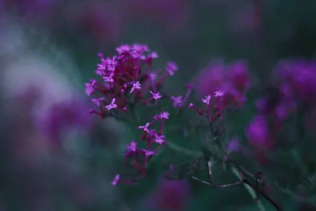 Cosas de color lila | Flickr - Photo Sharing! Cosas de color lila | Flickr - Photo Sharing!