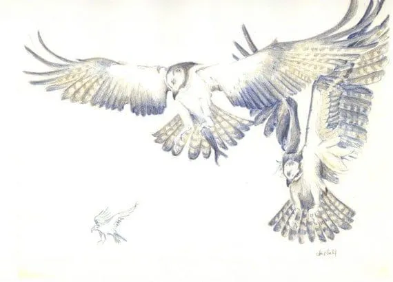 Color original dibujo lápiz Ave aves águila pescadora por Sketchery Color original dibujo lápiz Ave aves águila pescadora por Sketchery