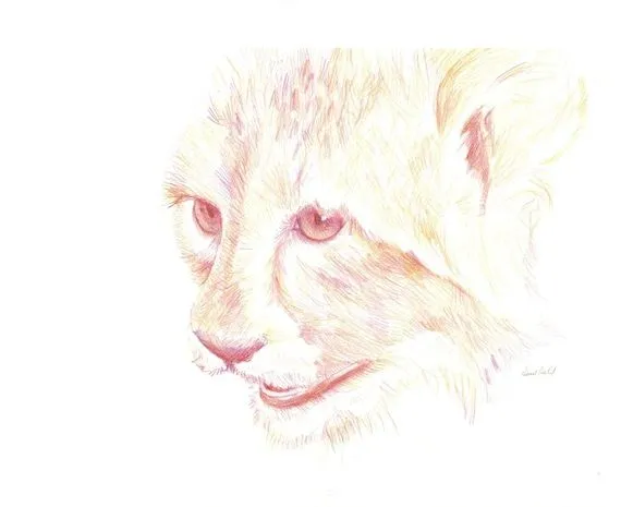 Color original dibujo lápiz cat lince Puma animal por Sketchery Color original dibujo lápiz cat lince Puma animal por Sketchery