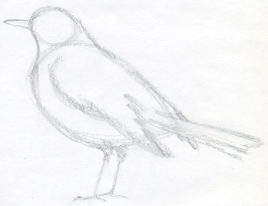 Color en las Venas: Dibujos de Aves