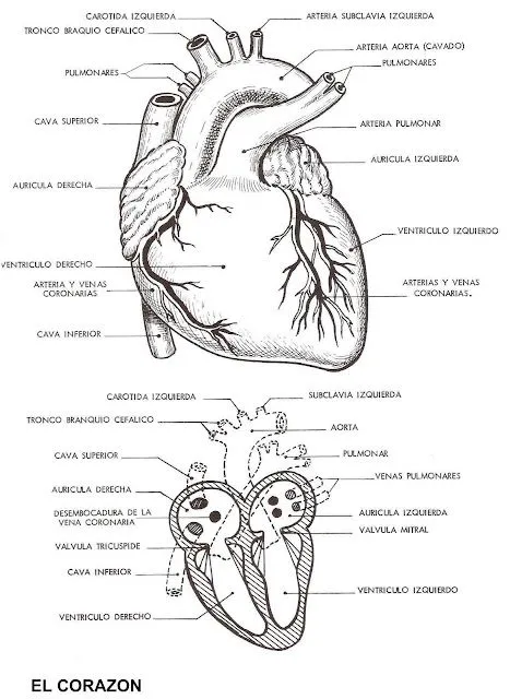 COLOREA TUS DIBUJOS: 11/