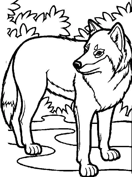 COLOREA TUS DIBUJOS: Lobos para colorear y pintar COLOREA TUS DIBUJOS: Lobos para colorear y pintar