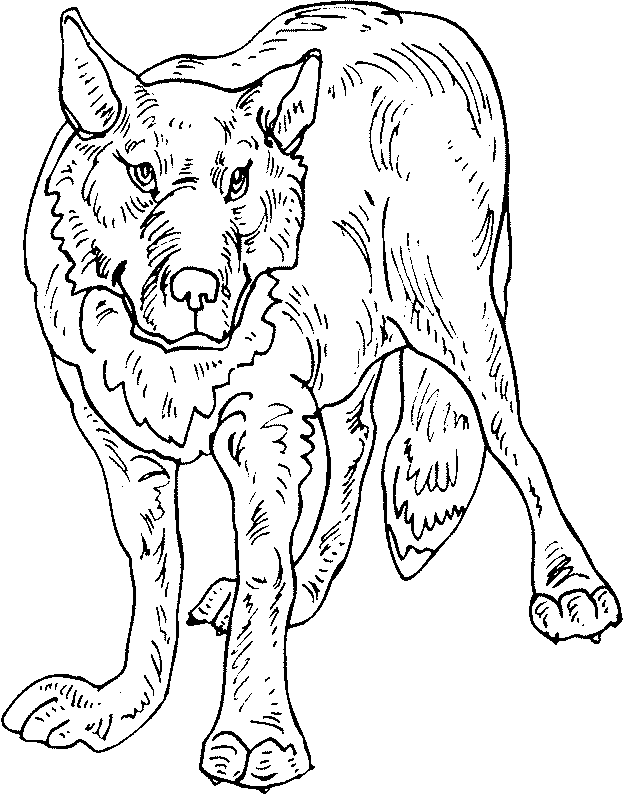 Colorea Tus Dibujos: Lobo enojado para colorear y pintar