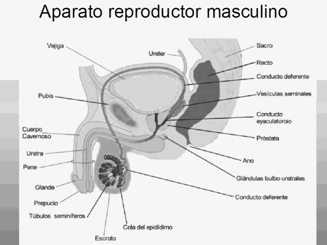 COLOREA TUS DIBUJOS: Laminas del Cuerpo Humano COLOREA TUS DIBUJOS: Laminas del Cuerpo Humano