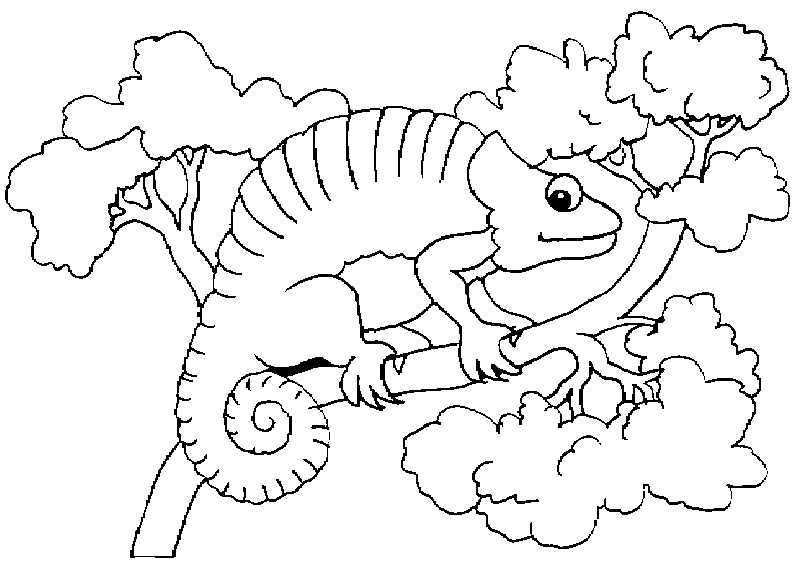 Maestra de Infantil: Los camaleones. Tamaño, características ... Maestra de Infantil: Los camaleones. Tamaño, características ...