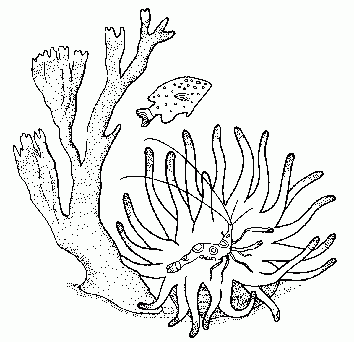 COLOREA TUS DIBUJOS: Dibujo de Animales marinos COLOREA TUS DIBUJOS: Dibujo de Animales marinos