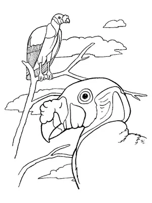 Dibujo de Condor para colorear ~ 4 Dibujo