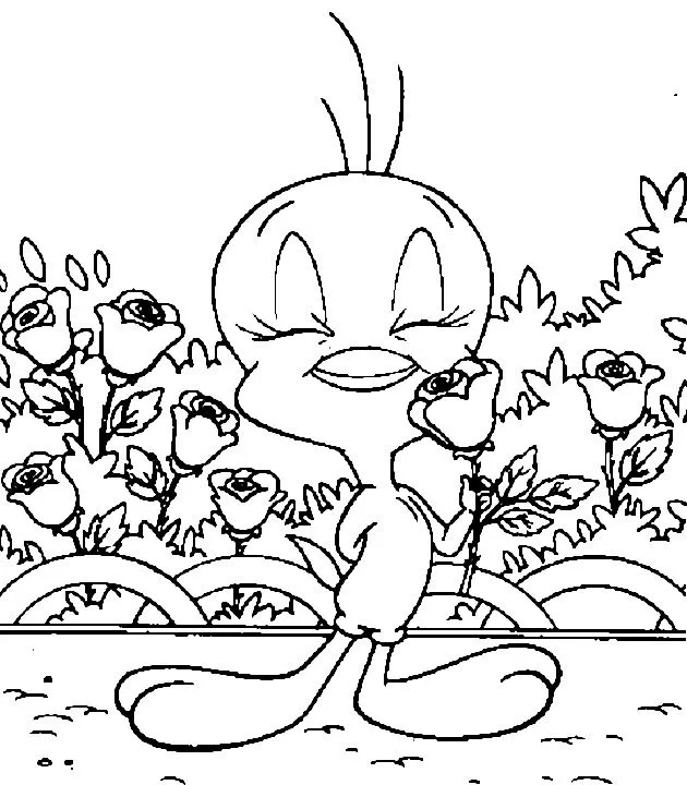 COLOREA TUS DIBUJOS: Dibujo de piolin con rosas para colorear?