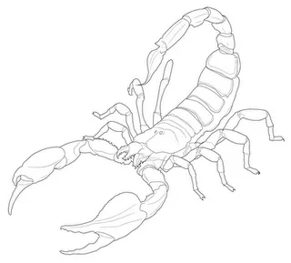 COLOREA TUS DIBUJOS: Dibujos de Insectos