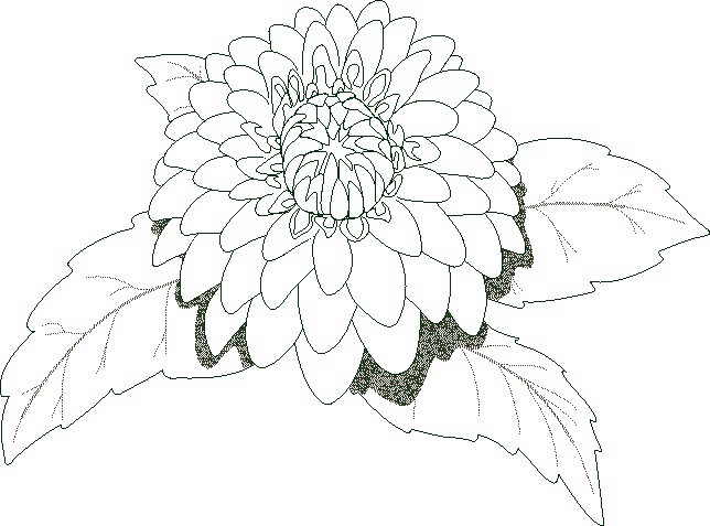 COLOREA TUS DIBUJOS: Flores