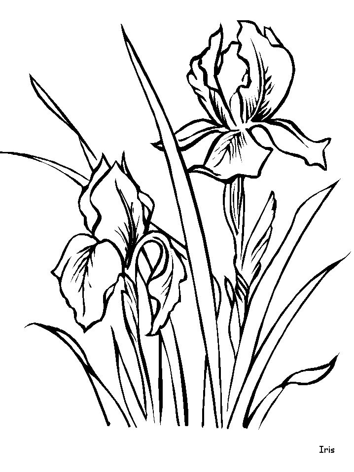 COLOREA TUS DIBUJOS: Flor Iris para colorear COLOREA TUS DIBUJOS: Flor Iris para colorear