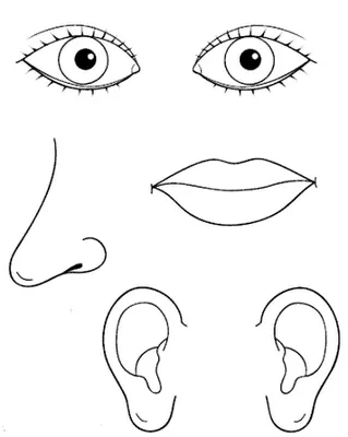 Los Cinco Sentidos para colorear ~ 4 Dibujo