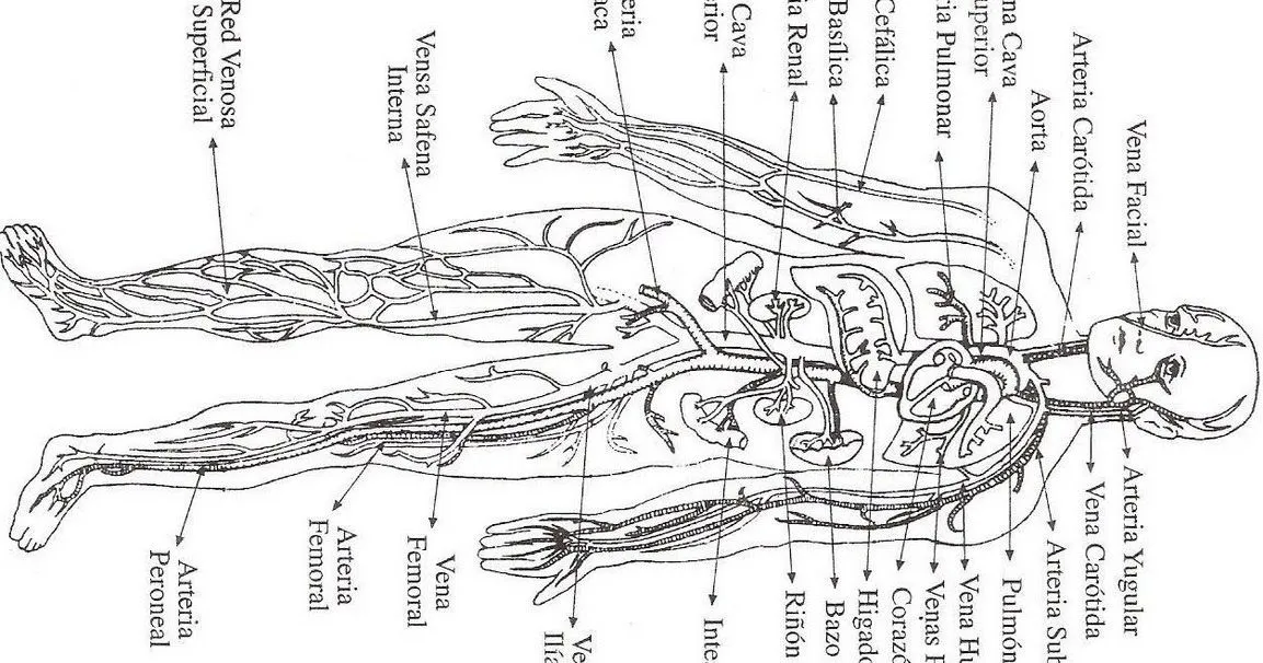 COLOREA TUS DIBUJOS: Sistema Circulatorio para colorear COLOREA TUS DIBUJOS: Sistema Circulatorio para colorear