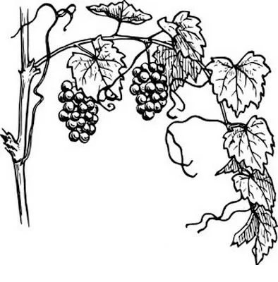 COLOREA TUS DIBUJOS: Uvas para colorear y pintar COLOREA TUS DIBUJOS: Uvas para colorear y pintar