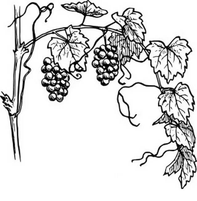 COLOREA TUS DIBUJOS: Uvas para colorear y pintar COLOREA TUS DIBUJOS: Uvas para colorear y pintar