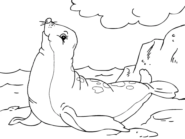 focas para% Colouring Pages