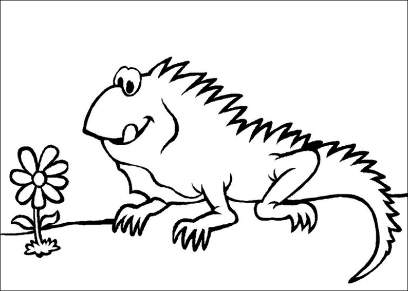 DIBUJO PARA COLOREAR IGUANA - Imagui