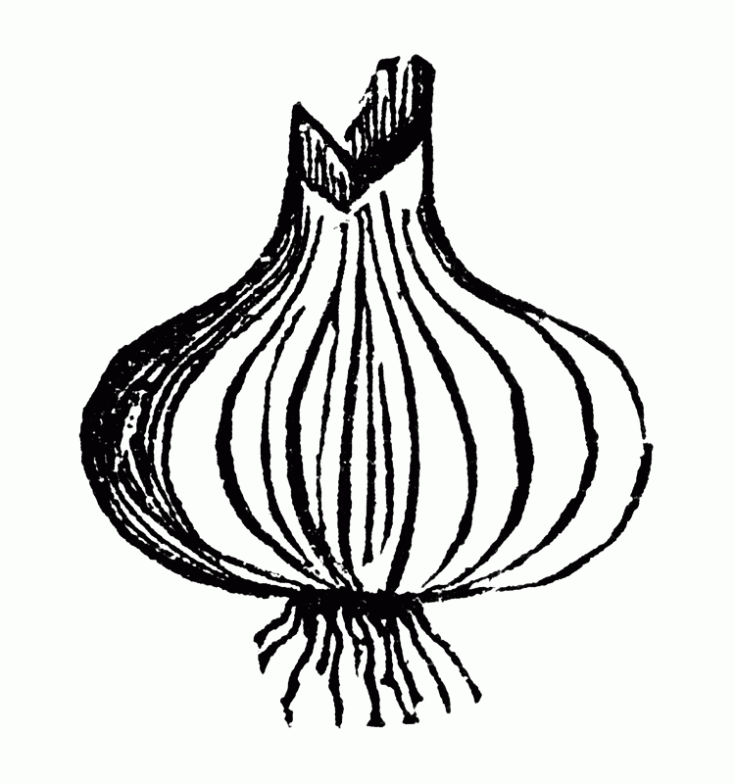 colorear-cebolla-dibujos- ...