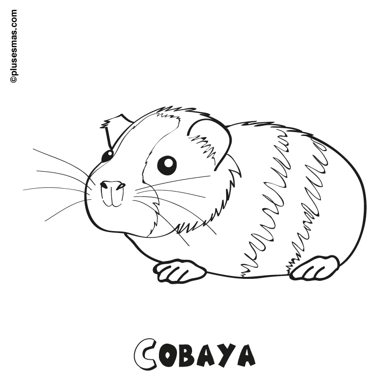 Colorear una cobaya. Colorear con niños. Ocio en casa. Plusesmas.com Colorear una cobaya. Colorear con niños. Ocio en casa. Plusesmas.com