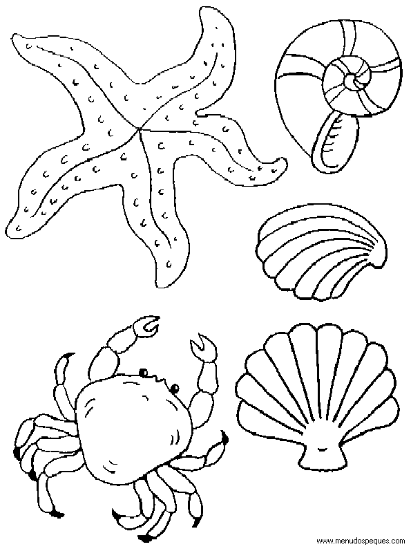 Concha de mar para pintar - Imagui