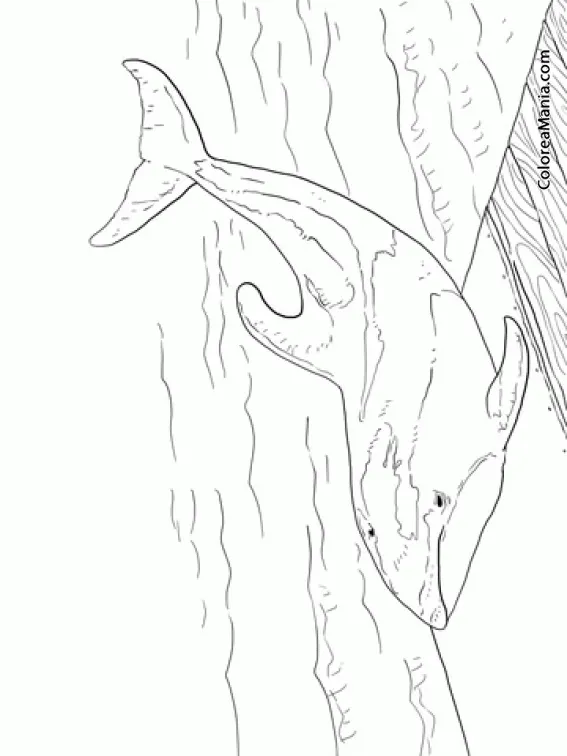 Colorear Delfín del Pacífico de costados blancos (Animales Marinos), dibujo para colorear gratis Colorear Delfín del Pacífico de costados blancos (Animales Marinos), dibujo para colorear gratis