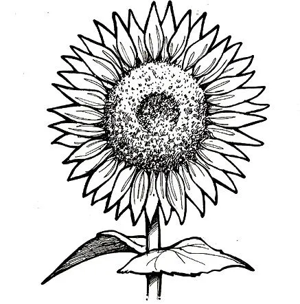 COLOREAR DIBUJOS DE GIRASOLES | Dibujos para colorear COLOREAR DIBUJOS DE GIRASOLES | Dibujos para colorear