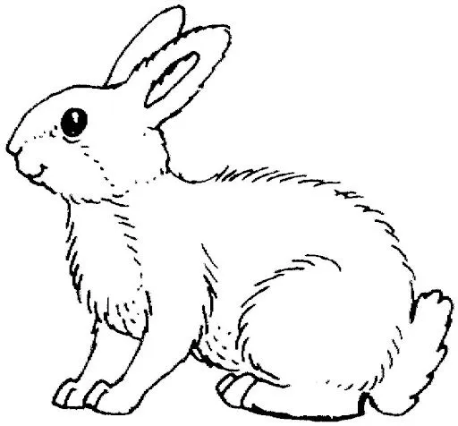 Pinto Dibujos: Conejo para colorear