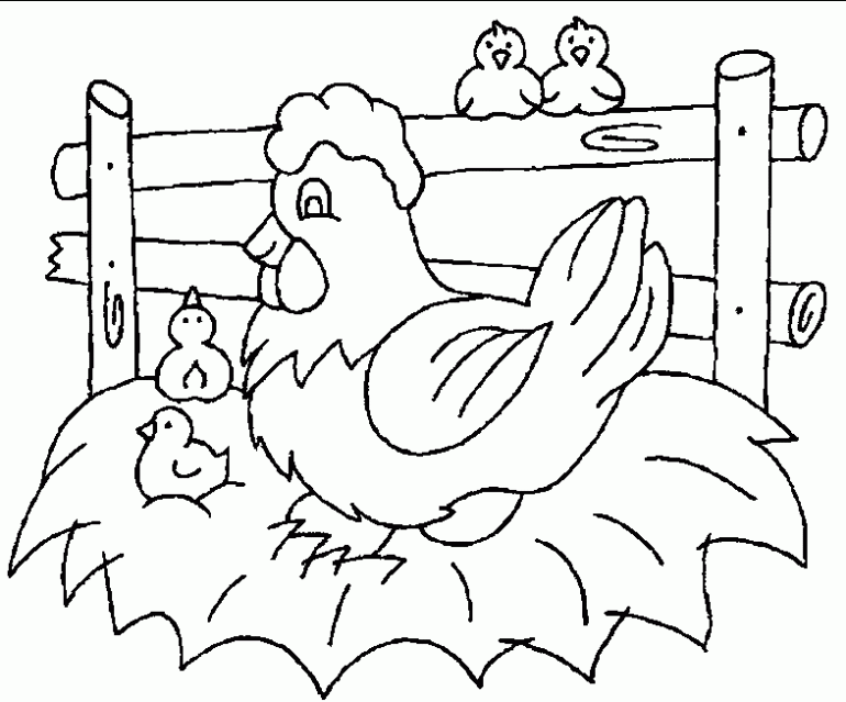 Dibujo de Gallina y sus polluelos para colorear. Dibujos ... Dibujo de Gallina y sus polluelos para colorear. Dibujos ...
