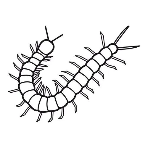 COLOREAR GUSANOS CIEMPIES