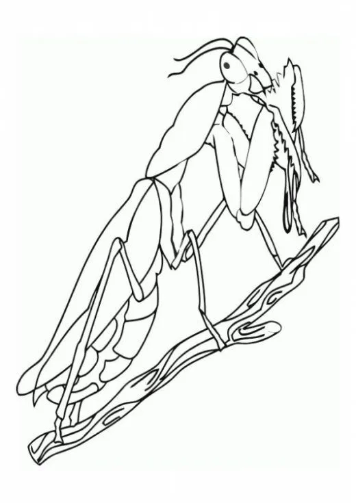 colorear-mantis-religiosa-3- ...