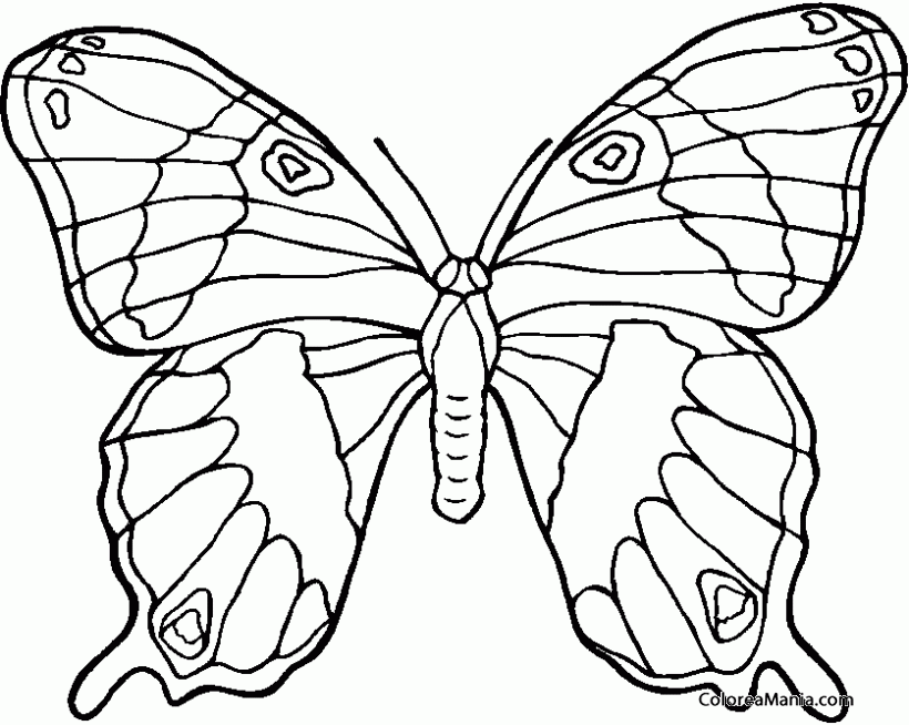 Colorear Mariposa con alas perfectas (Insectos), dibujo para colorear gratis Colorear Mariposa con alas perfectas (Insectos), dibujo para colorear gratis