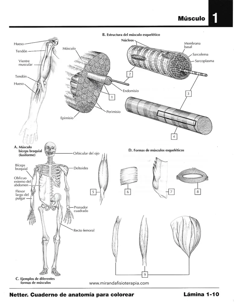 para colorear partes del músculo | Anatomía, Libros de anatomia, Anatomia musculos para colorear partes del músculo | Anatomía, Libros de anatomia, Anatomia musculos