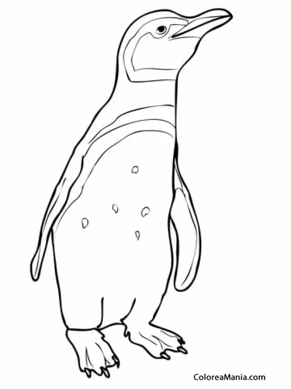 Colorear Pequeño Pingüino de Magallanes (Animales Polares), dibujo para colorear gratis Colorear Pequeño Pingüino de Magallanes (Animales Polares), dibujo para colorear gratis