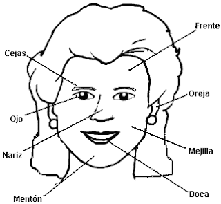 Cara de una mujer para colocar los nombres de sus partes, colorear ... Cara de una mujer para colocar los nombres de sus partes, colorear ...