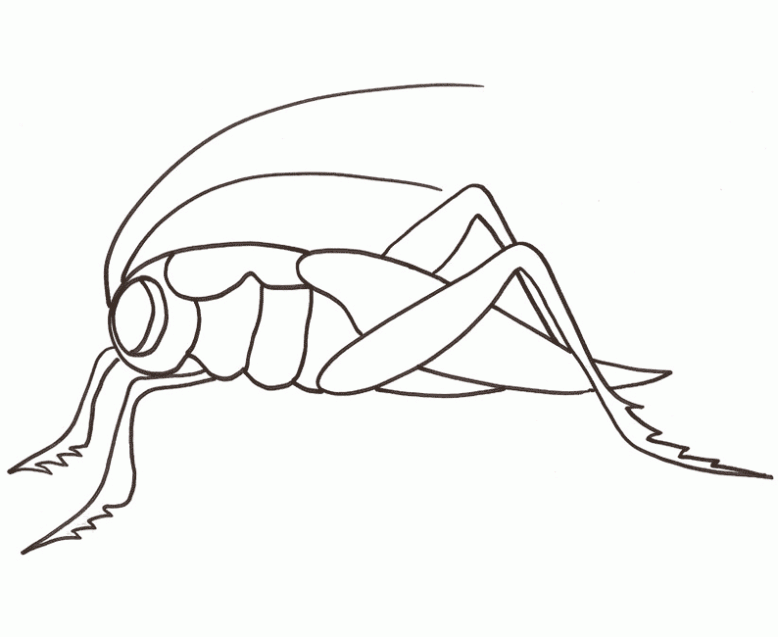 colorear-saltamontes-dibujos- ...