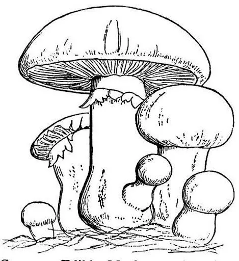 Dibujos del Mario Bros la seta para colorear - Imagui Dibujos del Mario Bros la seta para colorear - Imagui