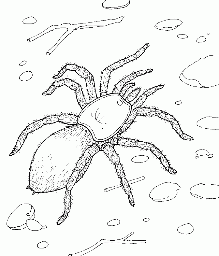 colorear-tarantula-9-dibujos- ...