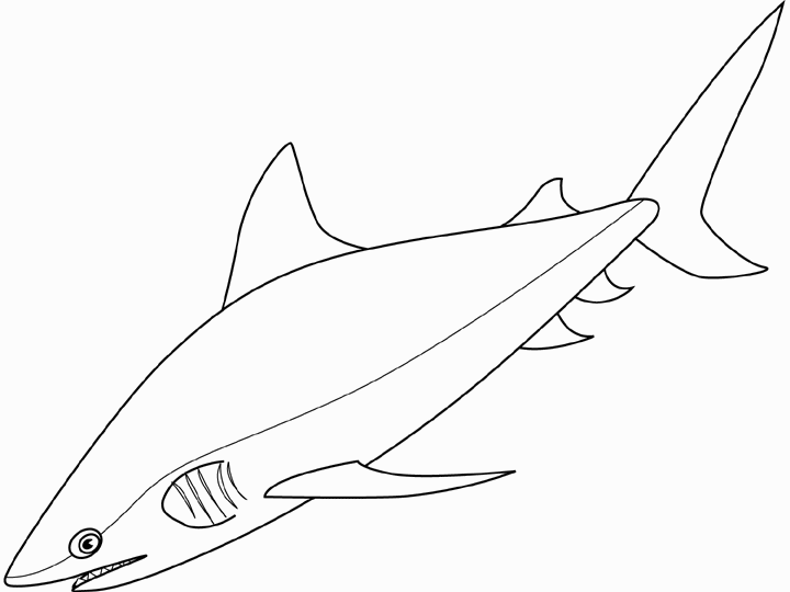 TIBURÓN TORO PARA COLOREAR - Imagui