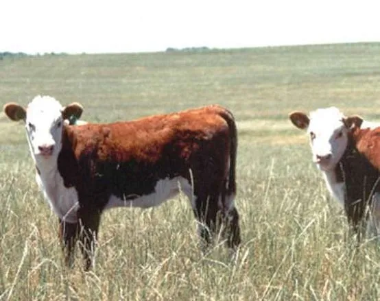 Dibujos para imprimir y colorear de vacas 2 圖片, 上色