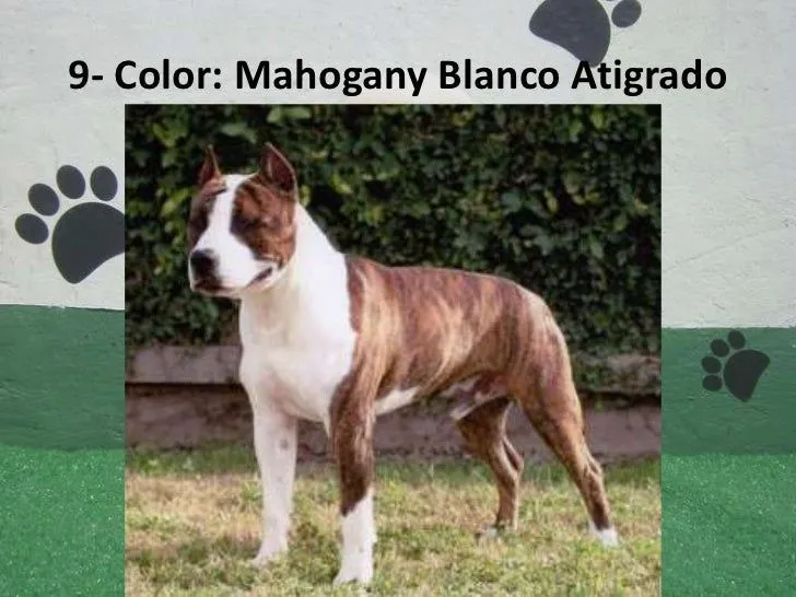 colores-en-los-pit-bull-10-728 ...