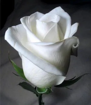... se trata de uno de los colores mas excitantes y pasionales en una rosa ... se trata de uno de los colores mas excitantes y pasionales en una rosa