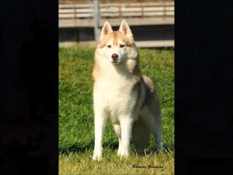 colores del husky siberiano - YouTube