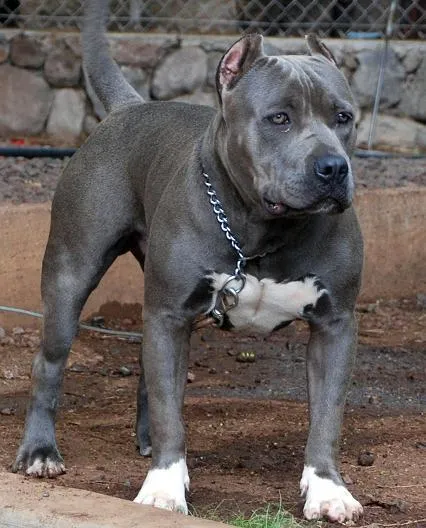 Colores, Pigmentaciones del American Pit bull Terrie | American ...