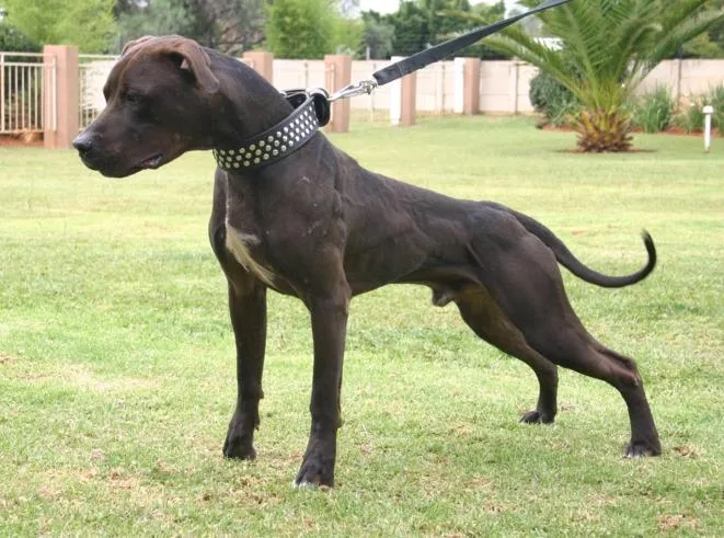 COLORES DE PITBULL (APBT), AMERICAN BULLY (AMBY), AMERICAN ... COLORES DE PITBULL (APBT), AMERICAN BULLY (AMBY), AMERICAN ...