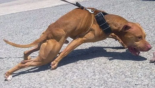 COLORES DE PITBULL (APBT), AMERICAN BULLY (AMBY), AMERICAN ...